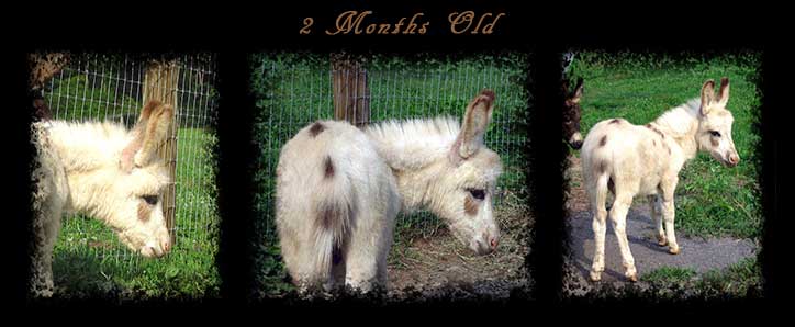 Critter Haven Farm Miniature Donkeys